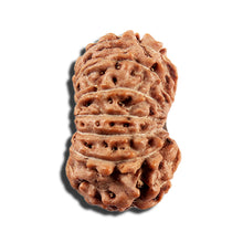 Load image into Gallery viewer, 16 Mukhi Rudraksha from Indonesia - Bead No 327
