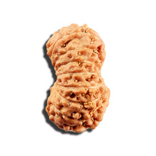 Load image into Gallery viewer, 16 Mukhi Rudraksha from Indonesia - Bead No. 328
