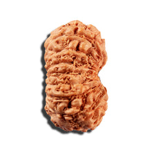 Load image into Gallery viewer, 16 Mukhi Rudraksha from Indonesia - Bead No 329
