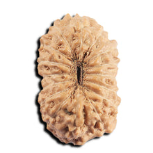 Load image into Gallery viewer, 16 Mukhi Rudraksha from Indonesia - Bead No 322
