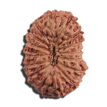 Load image into Gallery viewer, 16 Mukhi Rudraksha from Indonesia - Bead No 323
