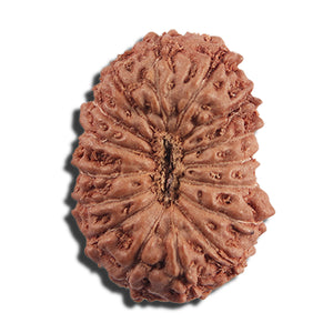 16 Mukhi Rudraksha from Indonesia - Bead No 323