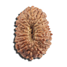 Load image into Gallery viewer, 16 Mukhi Rudraksha from Indonesia - Bead No 324
