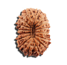 Load image into Gallery viewer, 16 Mukhi Rudraksha from Indonesia - Bead No 325
