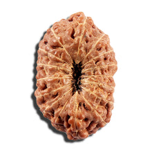 Load image into Gallery viewer, 16 Mukhi Rudraksha from Indonesia - Bead No 326
