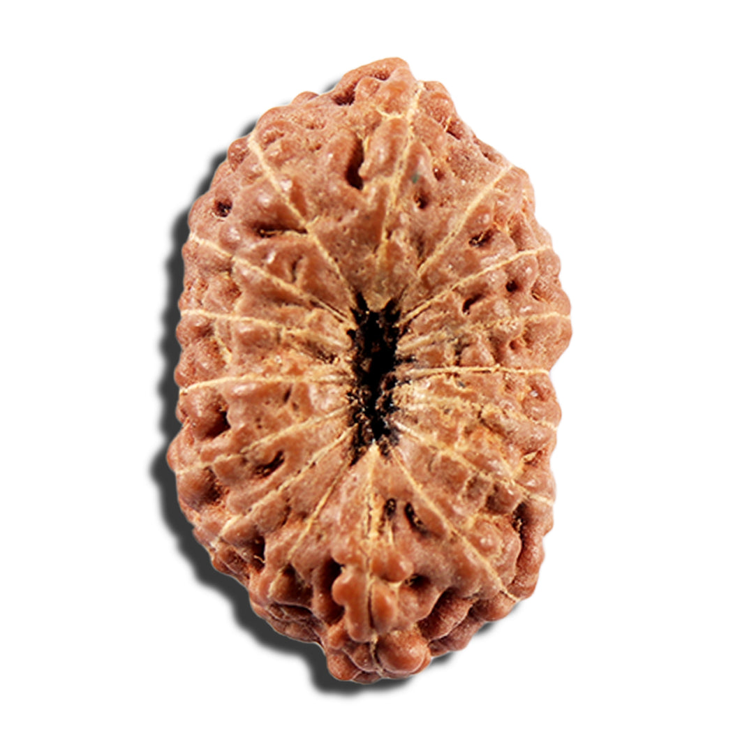 16 Mukhi Rudraksha from Indonesia - Bead No 326