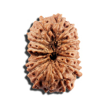 Load image into Gallery viewer, 16 Mukhi Rudraksha from Indonesia - Bead No 327
