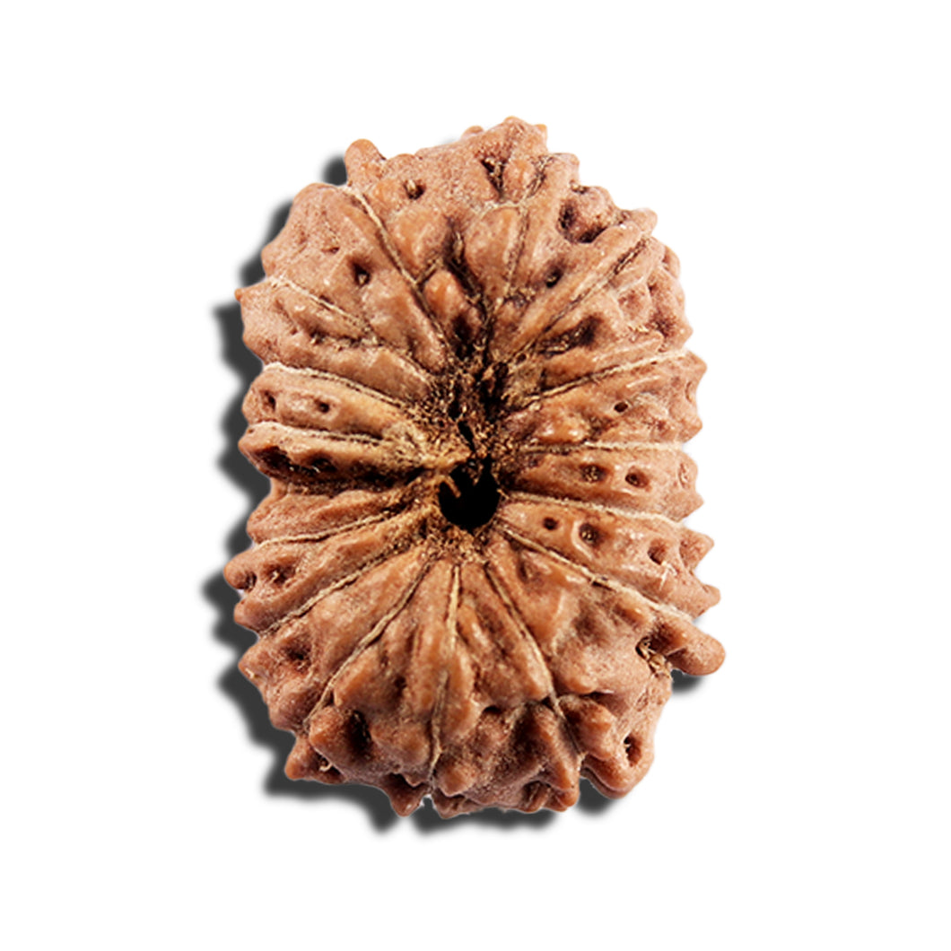 16 Mukhi Rudraksha from Indonesia - Bead No 327