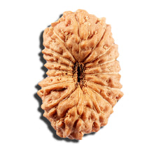 Load image into Gallery viewer, 16 Mukhi Rudraksha from Indonesia - Bead No. 328
