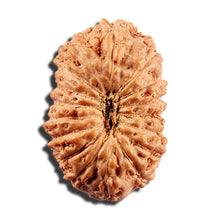 Load image into Gallery viewer, 16 Mukhi Rudraksha from Indonesia - Bead No 329
