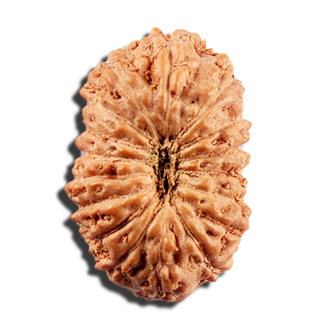 16 Mukhi Rudraksha from Indonesia - Bead No 329