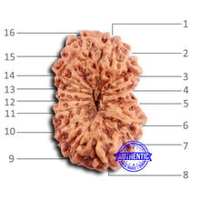 Load image into Gallery viewer, 16 Mukhi Rudraksha from Indonesia - Bead No. 294
