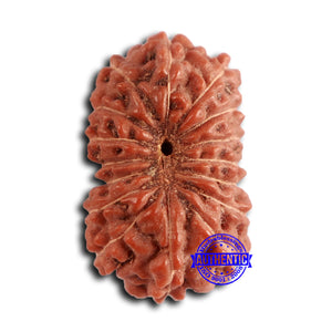 16 Mukhi Rudraksha from Indonesia - Bead No. 284