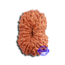 Load image into Gallery viewer, 16 Mukhi Rudraksha from Indonesia - Bead No. 291
