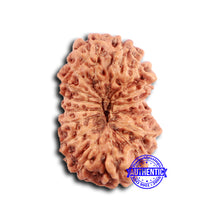 Load image into Gallery viewer, 16 Mukhi Rudraksha from Indonesia - Bead No. 294
