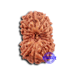 16 Mukhi Rudraksha from Indonesia - Bead No. 291