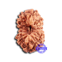 Load image into Gallery viewer, 16 Mukhi Rudraksha from Indonesia - Bead No. 294
