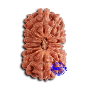 16 Mukhi Rudraksha from Indonesia - Bead No. 284