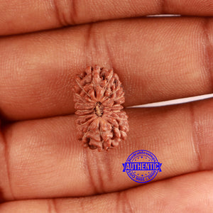 16 Mukhi Rudraksha from Indonesia - Bead No. 284