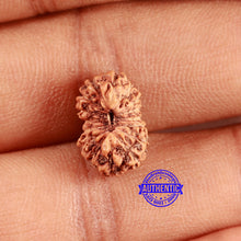 Load image into Gallery viewer, 16 Mukhi Rudraksha from Indonesia - Bead No. 294
