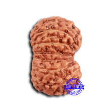 Load image into Gallery viewer, 16 Mukhi Rudraksha from Indonesia - Bead No. 291
