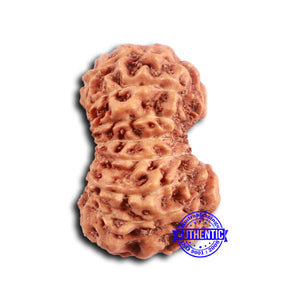 16 Mukhi Rudraksha from Indonesia - Bead No. 294