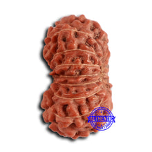 Load image into Gallery viewer, 16 Mukhi Rudraksha from Indonesia - Bead No. 284
