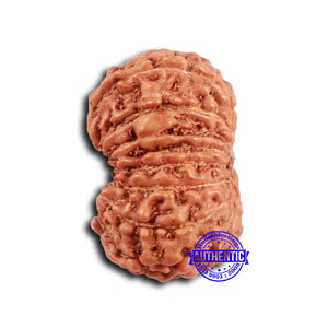 16 Mukhi Rudraksha from Indonesia - Bead No. 291