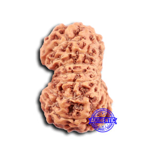 16 Mukhi Rudraksha from Indonesia - Bead No. 294