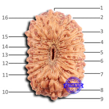 Load image into Gallery viewer, 16 Mukhi Rudraksha from Indonesia - Bead No. 297
