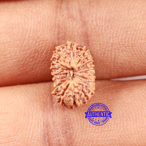 16 Mukhi Rudraksha from Indonesia - Bead No. 297