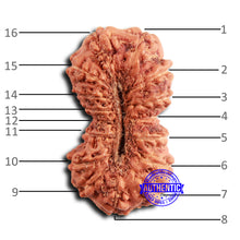 Load image into Gallery viewer, 16 Mukhi Rudraksha from Indonesia - Bead No. 300
