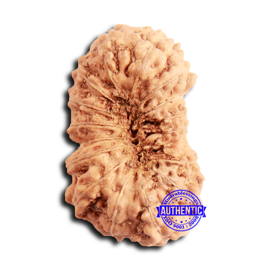 16 Mukhi Rudraksha from Indonesia - Bead No 302