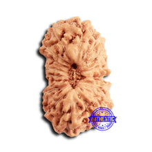 Load image into Gallery viewer, 16 Mukhi Rudraksha from Indonesia - Bead No 302
