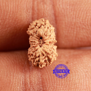 16 Mukhi Rudraksha from Indonesia - Bead No 302