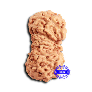 16 Mukhi Rudraksha from Indonesia - Bead No 302