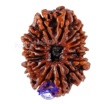 Load image into Gallery viewer, 16 Mukhi Rudraksha from Nepal - Bead No. 40
