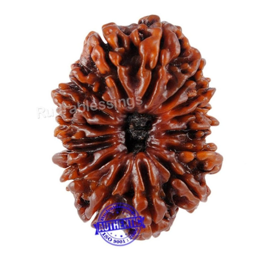 16 Mukhi Rudraksha from Nepal - Bead No. 40