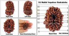 Load image into Gallery viewer, 16 Mukhi Rudraksha from Nepal - Bead No. 40
