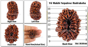 16 Mukhi Rudraksha from Nepal - Bead No. 40