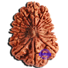 Load image into Gallery viewer, 16 Mukhi Rudraksha from Nepal - Bead No. 88
