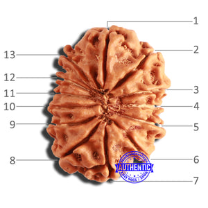 13 Mukhi Nepalese Rudraksha - Bead No. 331