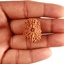 Load image into Gallery viewer, 13 Mukhi Nepalese Rudraksha - Bead No. 331
