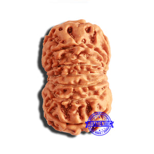 13 Mukhi Nepalese Rudraksha - Bead No. 331