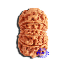 Load image into Gallery viewer, 13 Mukhi Nepalese Rudraksha - Bead No. 331
