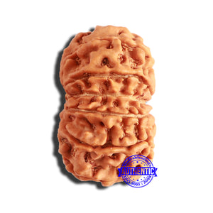 13 Mukhi Nepalese Rudraksha - Bead No. 331