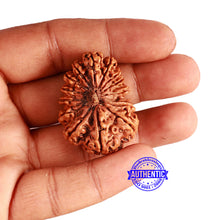 Load image into Gallery viewer, 16 Mukhi Rudraksha from Nepal - Bead No. 88
