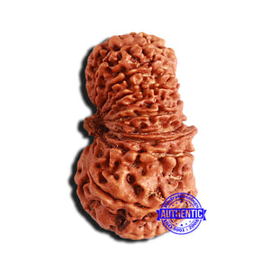 16 Mukhi Rudraksha from Nepal - Bead No. 88