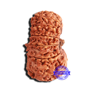 16 Mukhi Rudraksha from Nepal - Bead No. 88