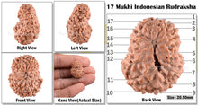 Load image into Gallery viewer, 17 Mukhi Rudraksha from Indonesia - Bead No. 227
